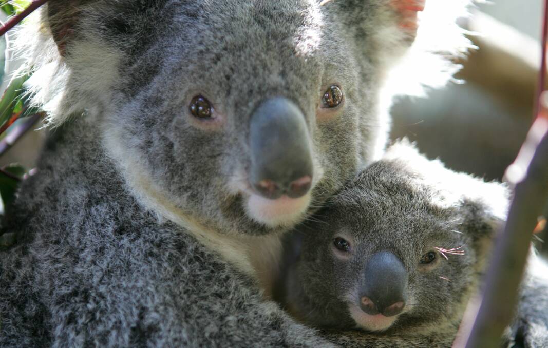 A koala mother and baby at Symbio Wildlife Park in 2009. The search is on for Illawarra koalas living in the wild. Picture: ADAM McLEAN