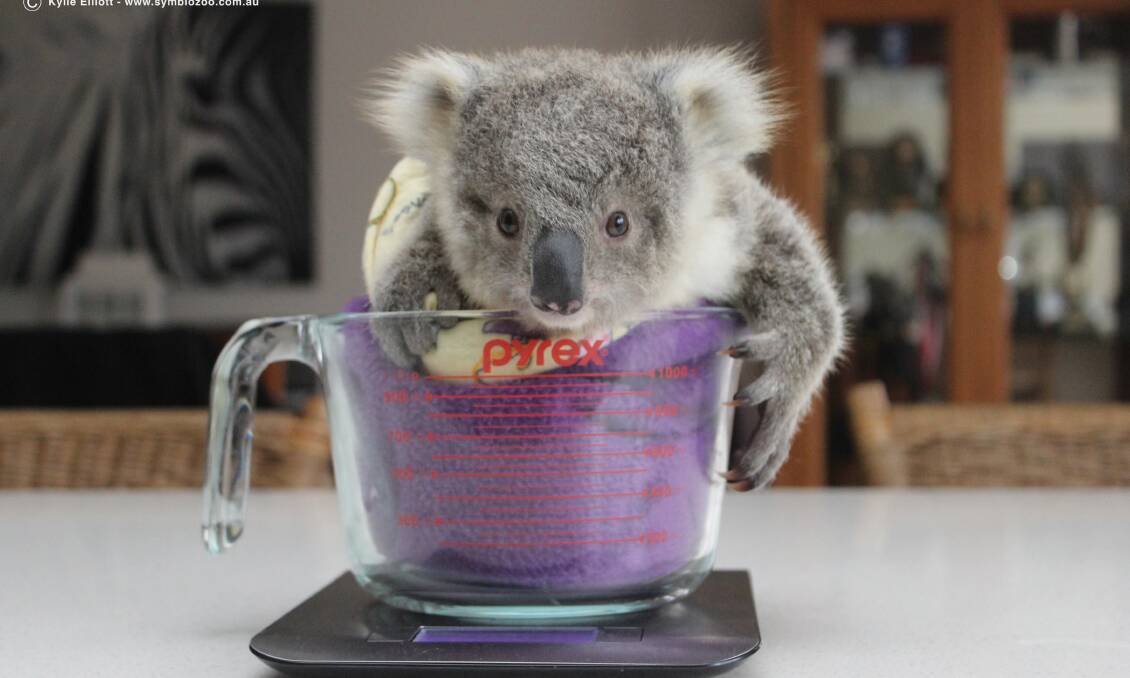 Imogen the baby koala has been hand-reared by Symbio Wildlife Park’s zoo curator Kylie Elliott and general manager Matt Radnidge.