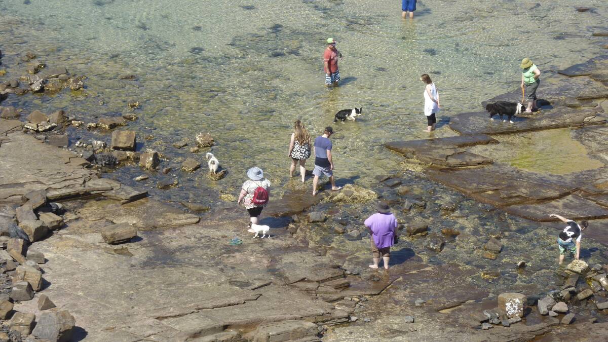 Some residents believe dogs are destroying the  beaches and making them unsafe for families to use. Pictures: ROBYN GLYNN