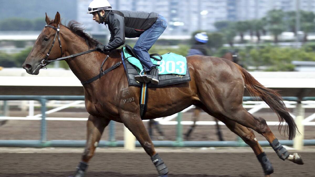 Local Able Friend is put through his paces at trackwork by Brazilian rider Joao Moreira at Happy Valley. He is one of the favourites for the 1200m Hong Kong Sprint on Sunday. Picture: HONG KONG JOCKEY CLUB
