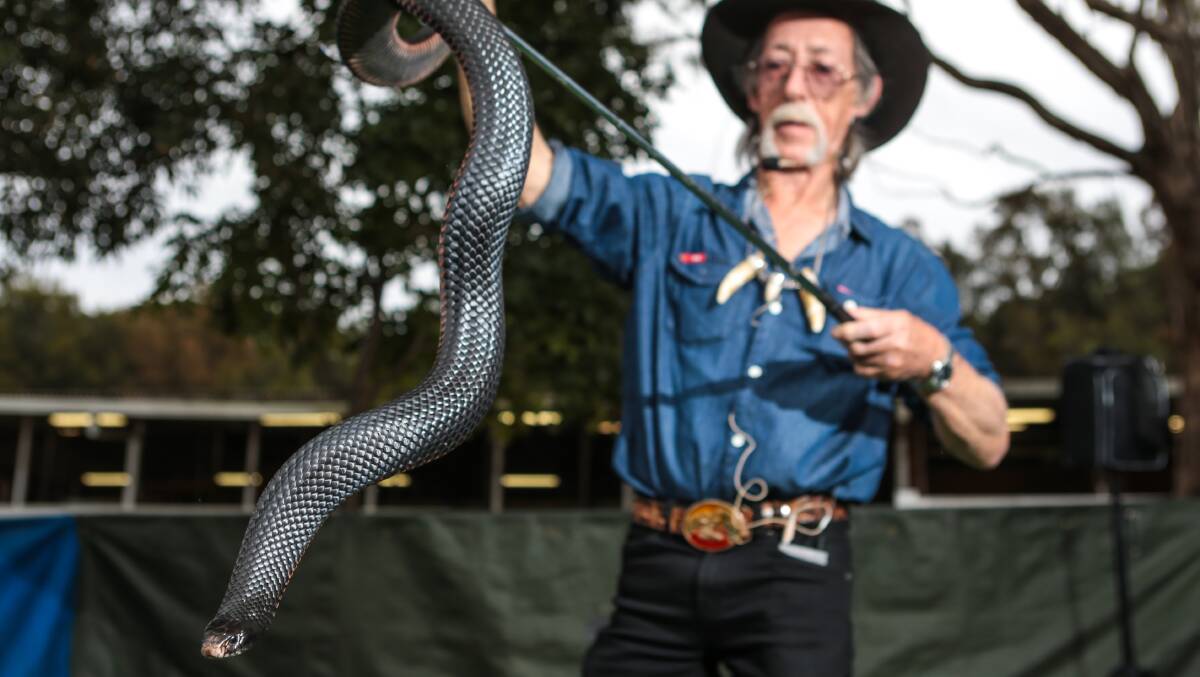 Snake handler Neville Burns wows the crowd at the Bulli Show. Picture: ADAM McLEAN