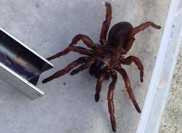 Funnel web spiders have been spotted out and about in the Illawarra following heavy rain this week. Picture: SUPPLIED