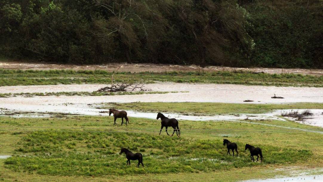 Horses search for higher ground amid flood water. Picture: SYLVIA LIBER