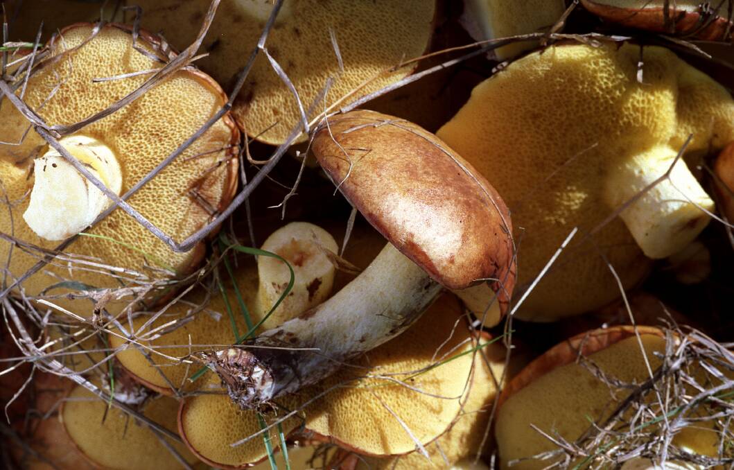 A spate of hospitalisations across NSW in February has caused NSW Health to issue a warning about the dangers of foraging for, and eating, mushrooms growing wild.