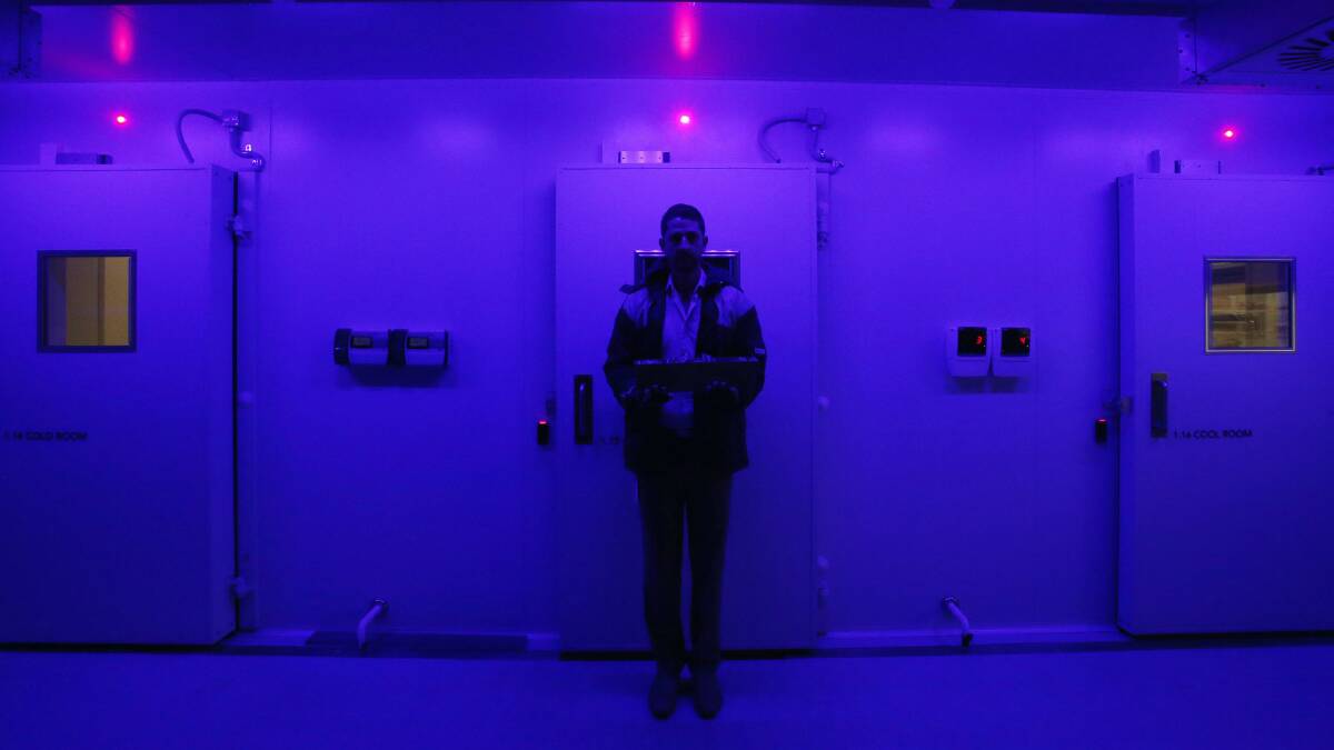 Bathed in a violet glow, John Siemon strides into the cool room of the concrete bunker, pulling on gloves and a thick jacket – an occupational necessity at the PlantBank. Picture: ROBERT PEET