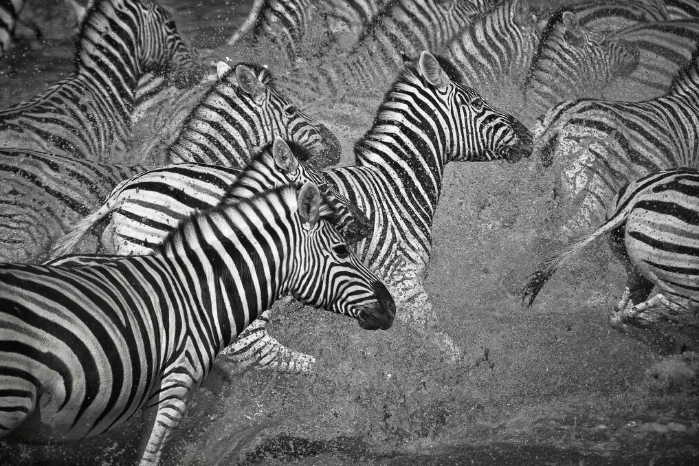 ZEBRA FLIGHT. Etosha National Park, Namibia. During the middle of winter large concentrations of zebras amass in the middle of the day for a drink at all of Etosha’s waterholes. 
Hundreds of zebras will come in to drink at once and, in order to get to the freshest and cleanest water, the zebras have to wade out into the undisturbed water. As bodies continually push forward the zebras’ tensions heighten, so when a small jackal appeared at the waterhole’s edge, a shock wave of fear spread, causing them to bolt out into the open plains. This image was shot at the height of that initial shock.