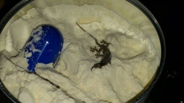 A tin of formula that a mother claims contained a lizard, possibly from Singapore. Picture: Supplied