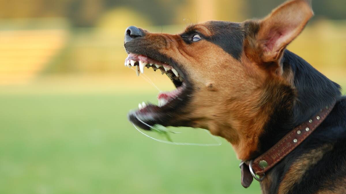 Wollongong dog attacks leap 48%: interactive map