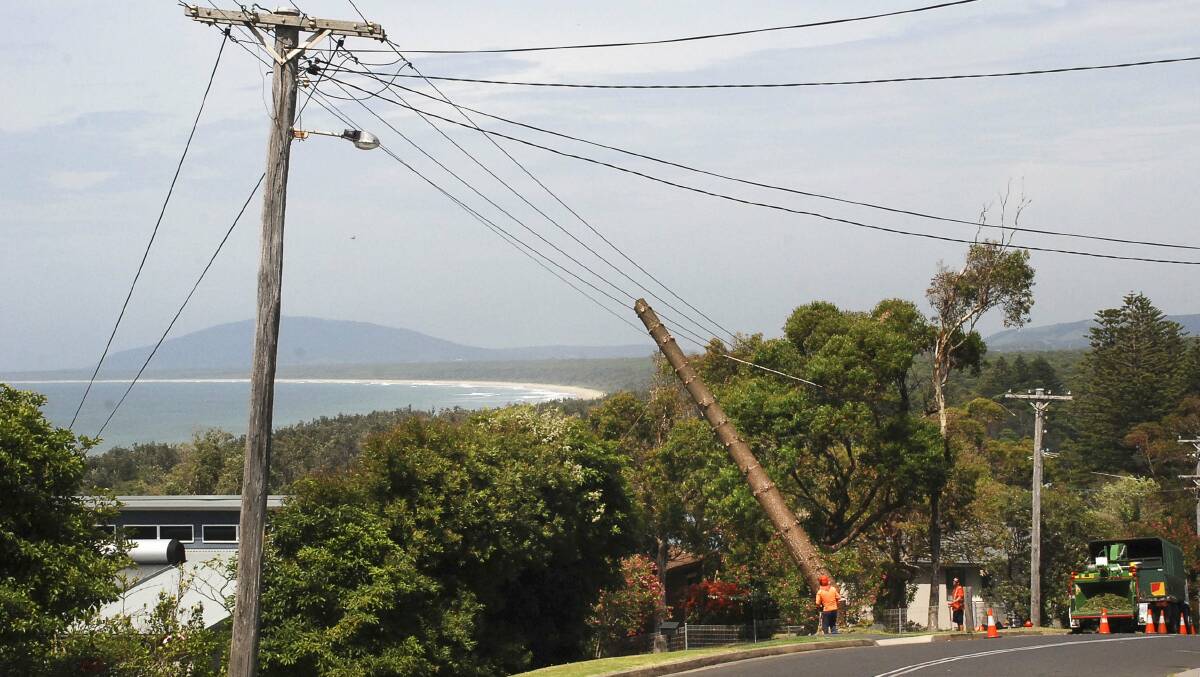 The Riverleigh Avenue tree was felled on Monday. Picture: supplied