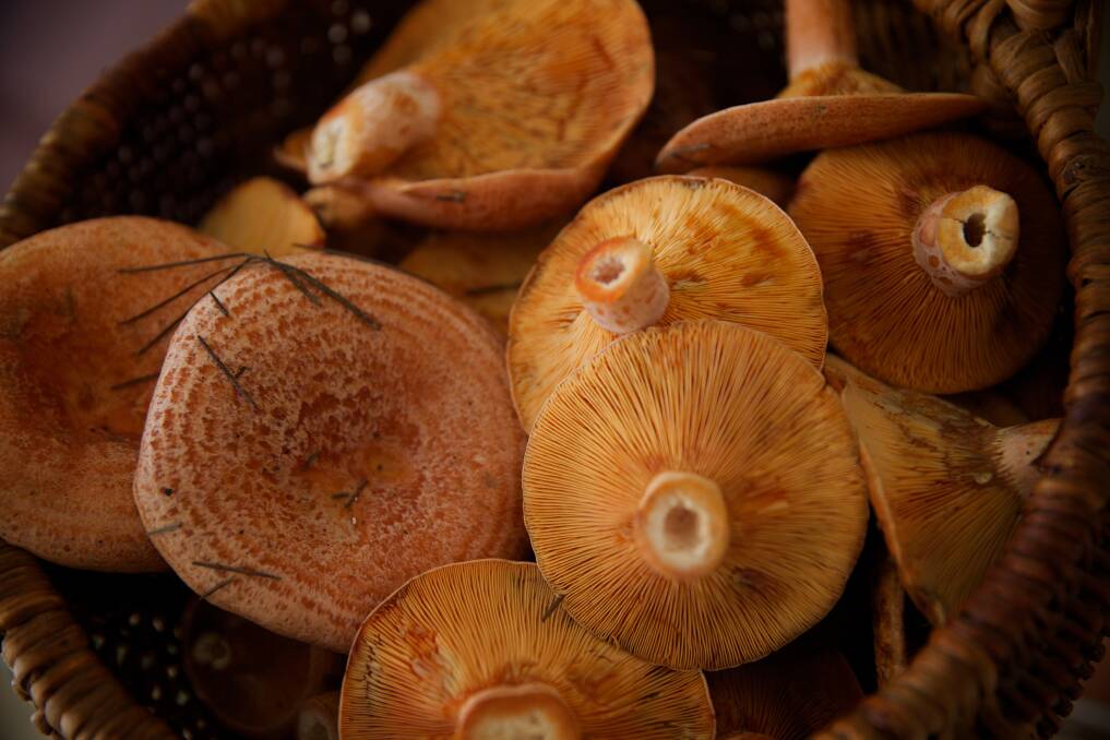 Mittagng Mushrooms will close down in June, forcing 64 people out of work.