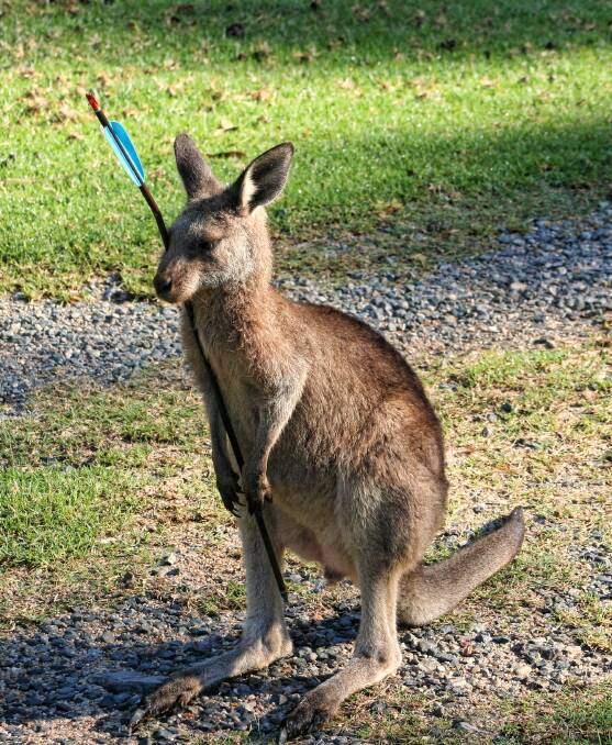 A joey has been shot through the head with an arrow at Durras.