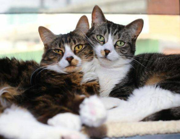 Feline funding: Greater Bank is granting $2000 to Friends for Life Rescue.