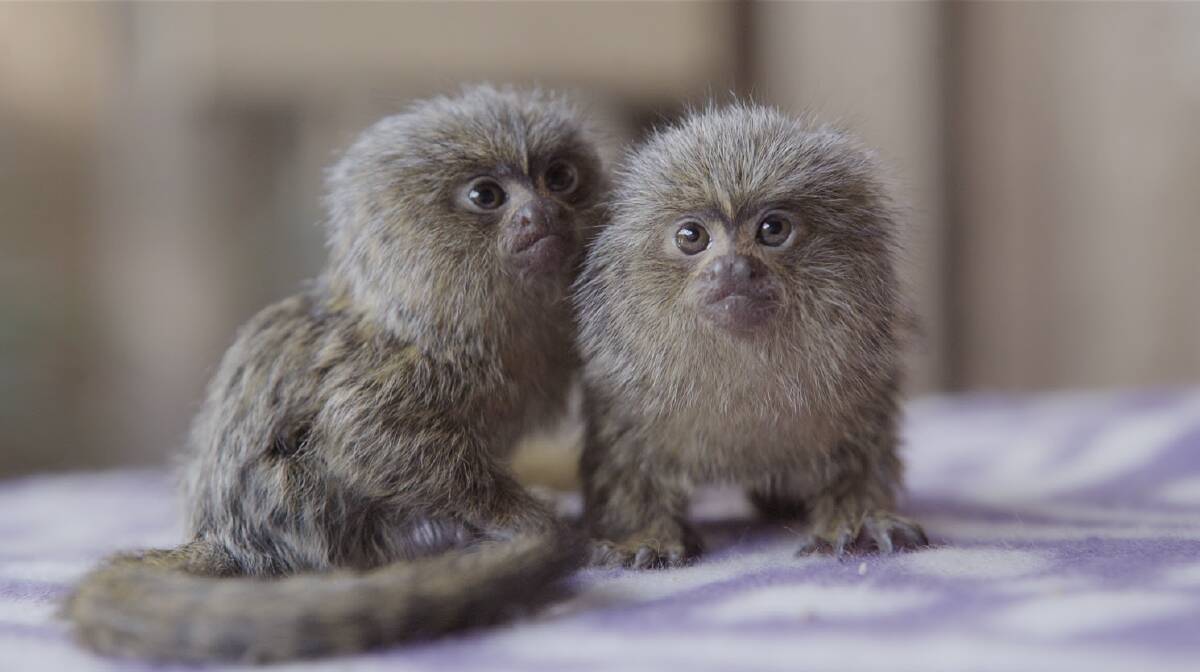 Spring baby boom: The new Pygmy Marmoset twins at Symbio Wildlife Park near Helensbugh. Picture: Kevin Fallon



