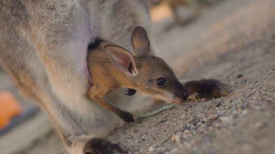 Baby: Kangaroo joey emerges from pouch. Picture: Kevin Fallon | Symbio Wildlife Park
