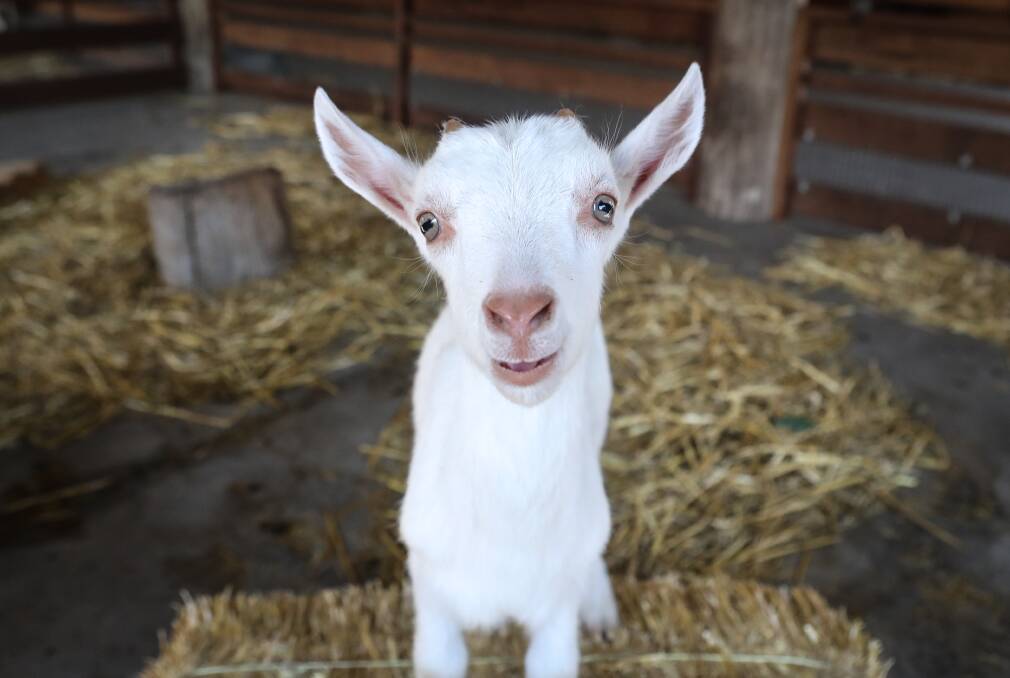 One of six new kid goats in Symbio Wildlife Park's farmyard.



