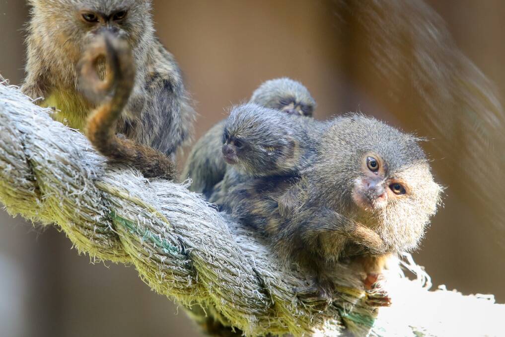 Exploration and adventure: The new pygmy marmoset twins at Symbio are just starting to explore their home sticking close to their parents in recent weeks.