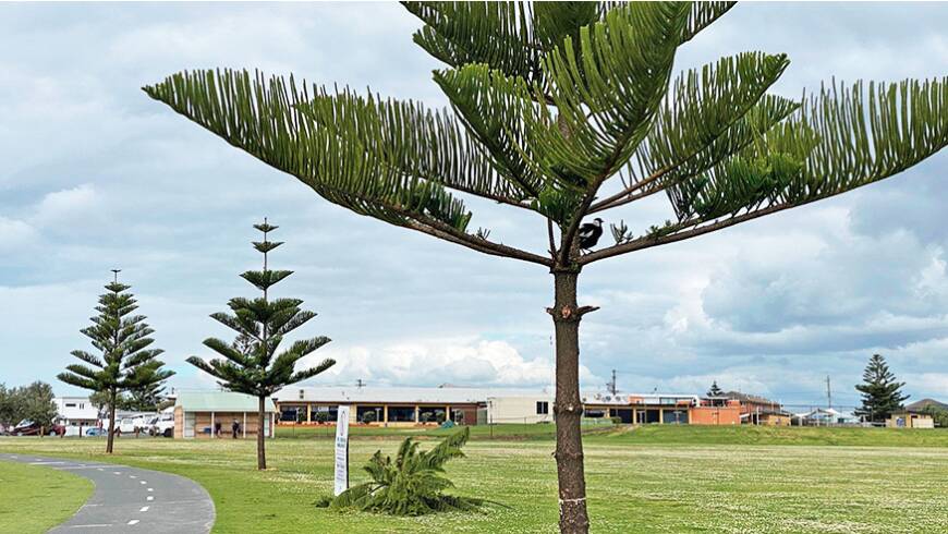 Norfolk Island Pine Trees are an important habitat for many birds including magpies. Picture: Wollongong City Council 