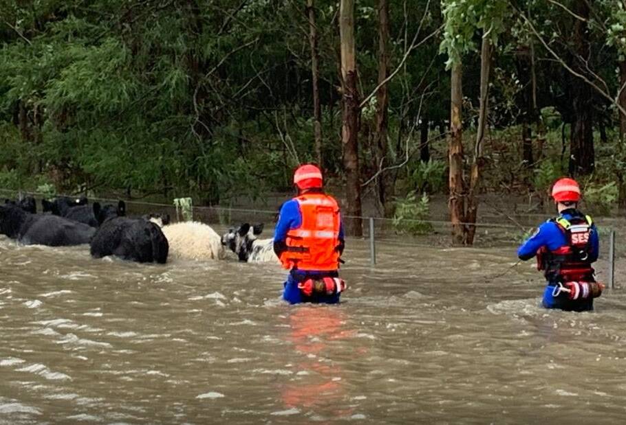 SES Kiama volunteers help move cattle to higher ground on a property south of Nowra on Monday afternoon. Picture: NSW SES 