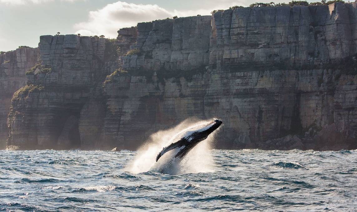 A large humpback whale enjoying some aerial action off Point Perpendicular. Picture: Dolphin Watch Cruises.

