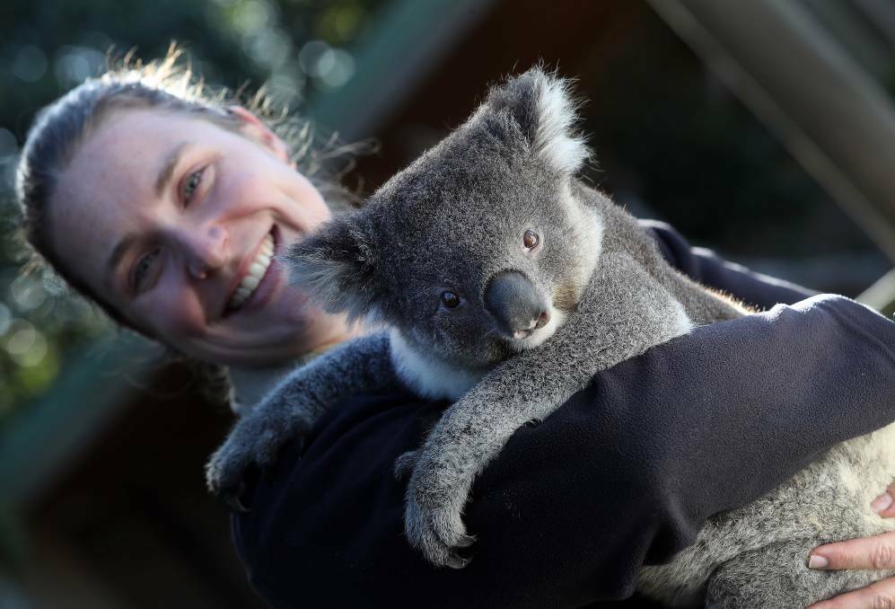  Symbio zookeeper Rhian Brooks with Johnny the Koala. Picture: Robert Peet
