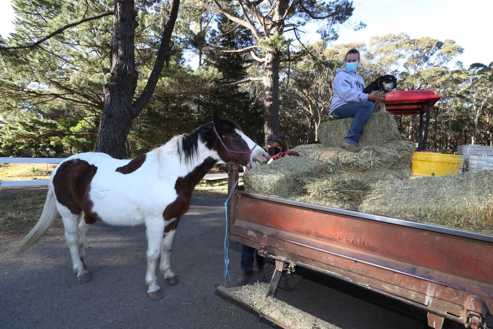 Hay ride: With little grass on the ground after a dry winter horses are being fed twice a day during the COVID-19 lockdown. Picture: Robert Peet.