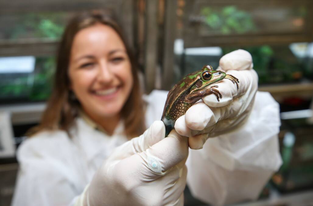 Species survival: Zookeeper Naomi Johnston in the new turtle and frong breeding facility at Symbio Wildlife Park. Picture: Adam McLean.