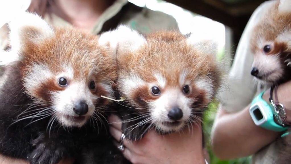 Cute baby animals: The new triplet Red Panda cubs born at Symbio Wildlife Park. Screen grab from Kevin Fallon Video.
