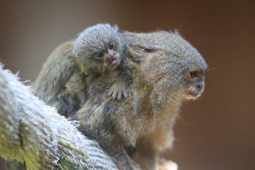 Monkey twins: One of the pygmy marmoset twins with their mum at Symbio Wildlife Park. Three members of the family were stolen in 2016. Picture:  Adam McLean.


