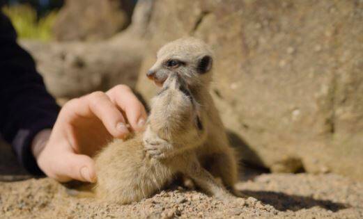 Two of the new baby Meerkats at Symbio. Picture: Kevin Fallon.
