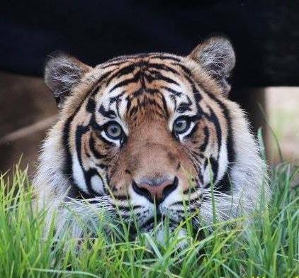 Tassie Tiger: Sumatran Tiger Cinta off to Tasmania in June. Pic: Greg Ellis.


