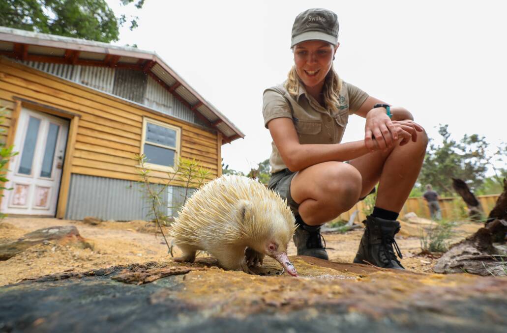 New opportunities for new generation of zookeepers: Liz Florance with an albino echidna at Symbio Wildlife Park. Picture: Adam McLean.