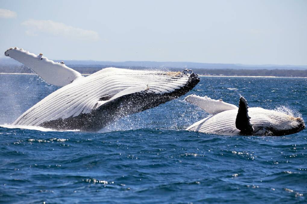 Late season whale frolic at Jervis Bay a boon for Huskisson: Video |  Illawarra Mercury | Wollongong, NSW