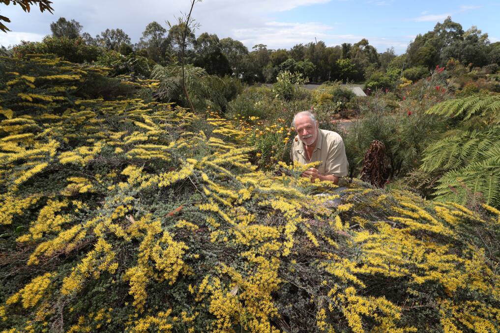 October open days: Illawarra Grevillea Park Botanic Garden voluntary manager Ray Brown starts preparing the colourful attraction for visitors at two open days next week. Picture: Robert Peet.