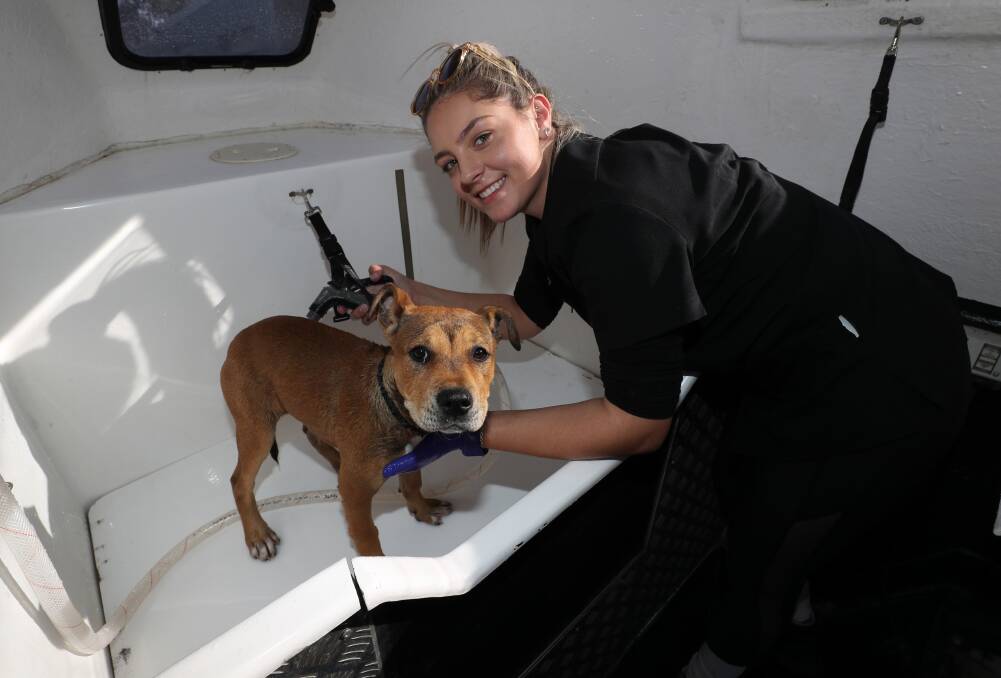 Left: Stephanie Raposio with Leah, of Koonawarra, being treated like a princess during the Guinness World Record dog wash attempt. Picture: Robert Peet.
