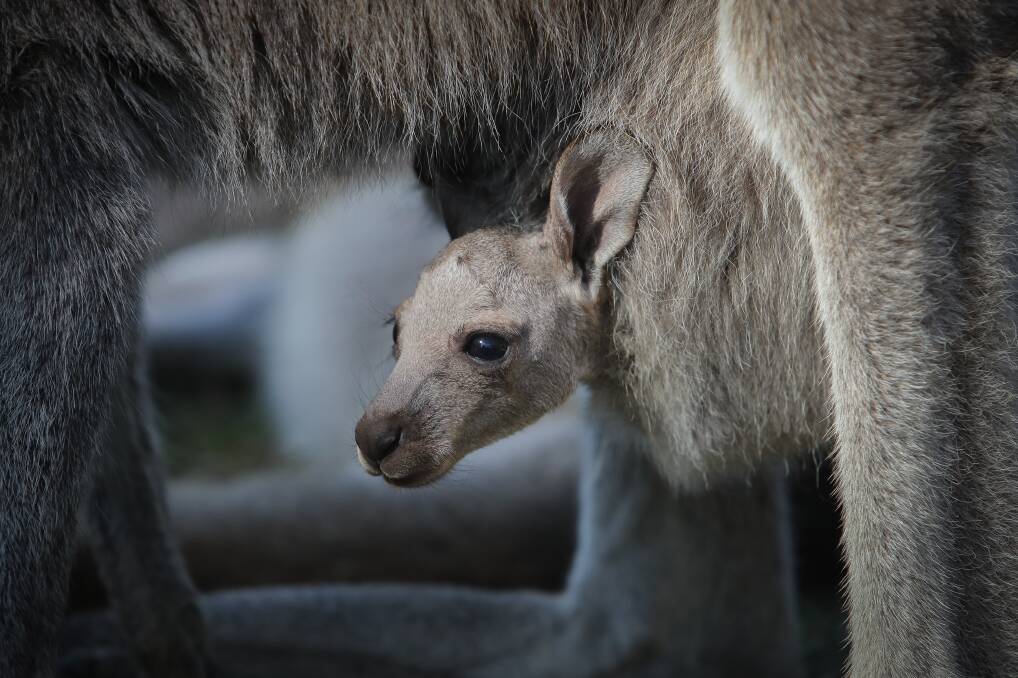 Bouncing babies: New infants are hopping up all over the place among the kangaroo and wallaby population at Symbio. Picture: Adam McLean.

