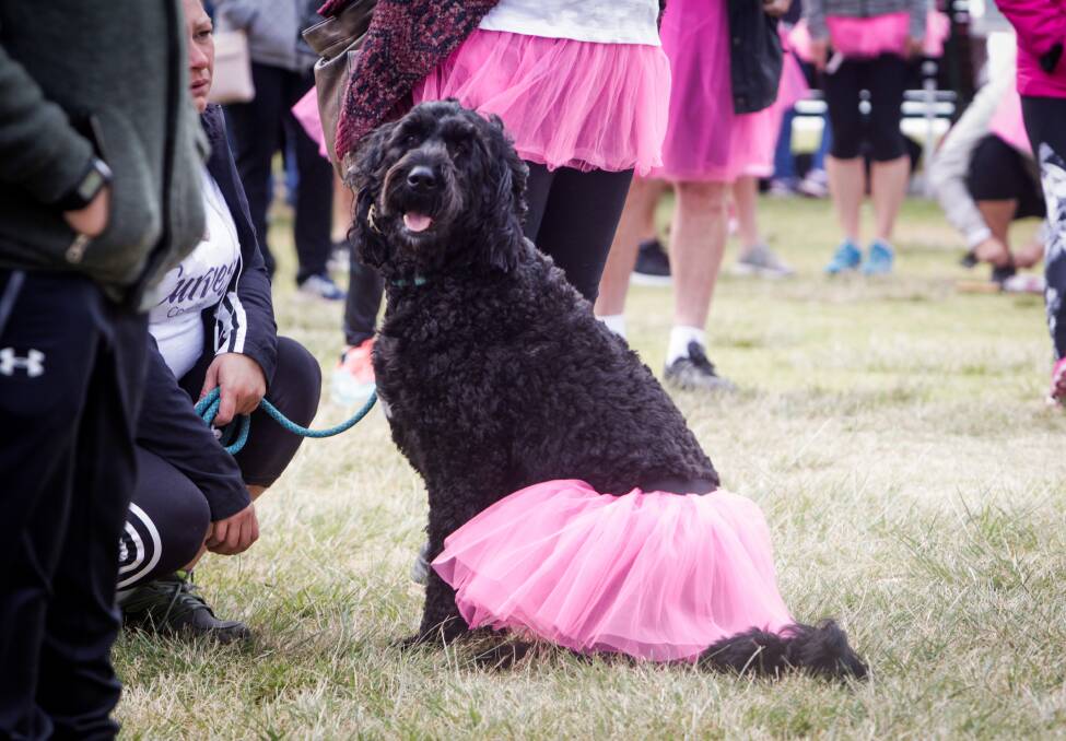 Legacy: Almost everyone, including a few four legged friends, wore pink tutu's at the annual Mother's Day Fun Run in memory of the late Dr Margaret Gardiner.
