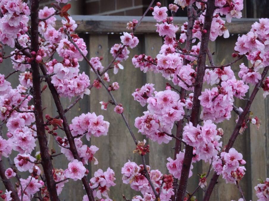 Blossoms by Margaret Johnston. 