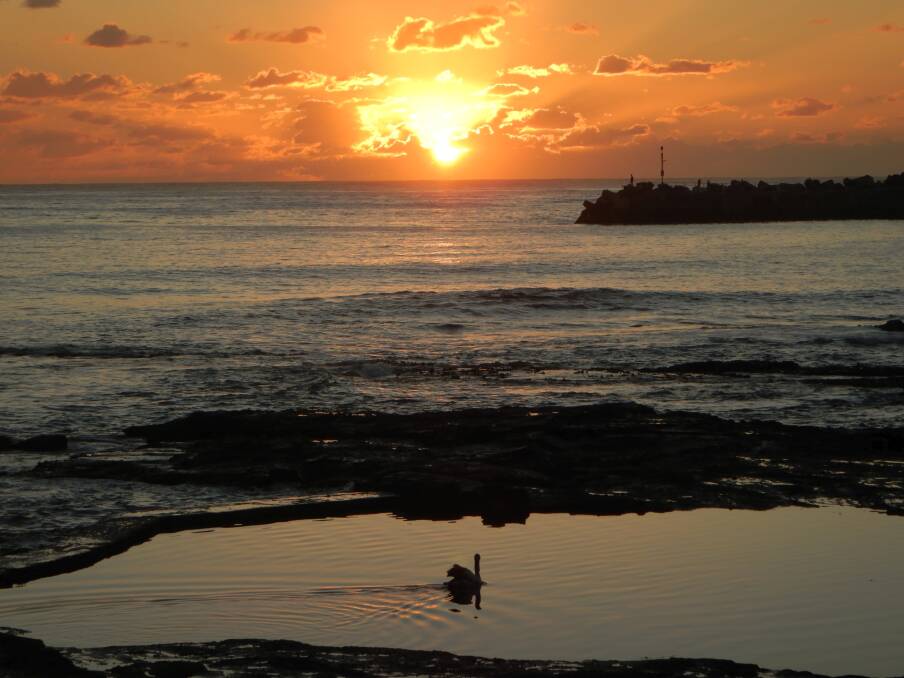Pelican in the pool at sunrise, taken at the Rock Pool on February 9 by Hans Haverkamp