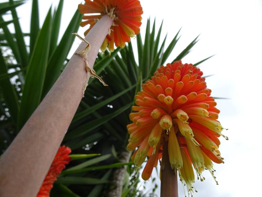 BURNING BRIGHT: Red hot poker flower by Margaret Johnson.  Send us your photos to letters@illawarramercury.com.au or post to our Facebook page. 