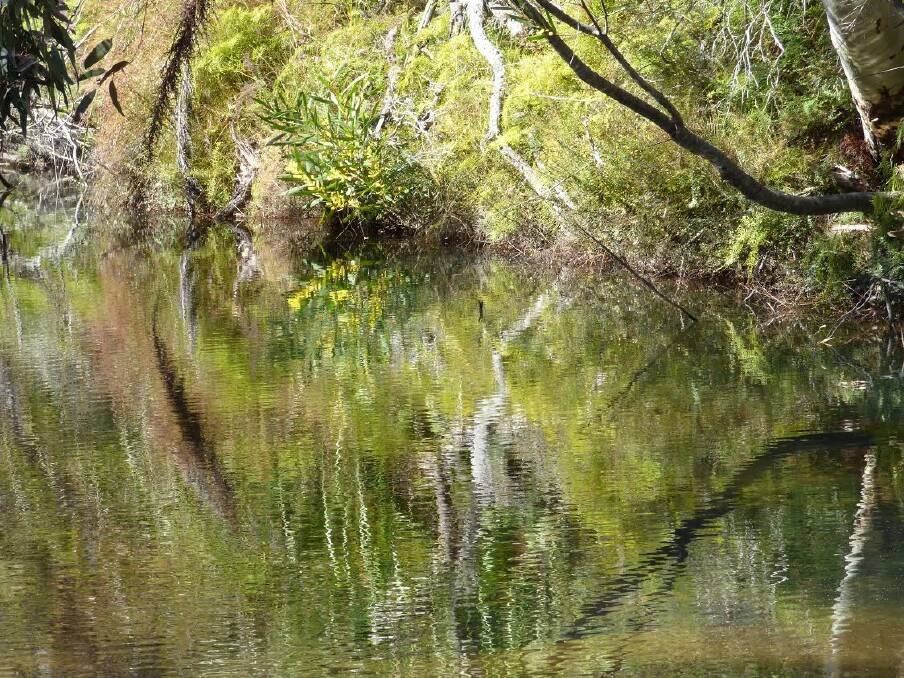 REFLECTION: Maddens Creek, Dharawal National Park, Darkes Forest by Mike Morphett.