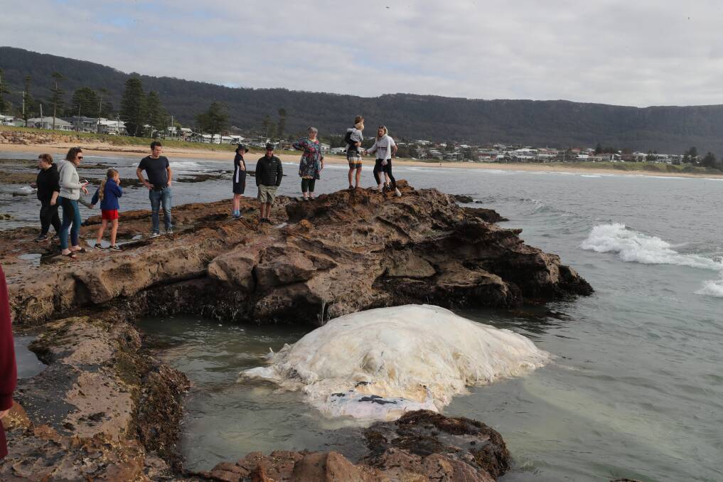 UNUSUAL SIGHT: People gathered at Bulli Point to view a whale carcass which has washed ashore. Picture: Robert Peet. 