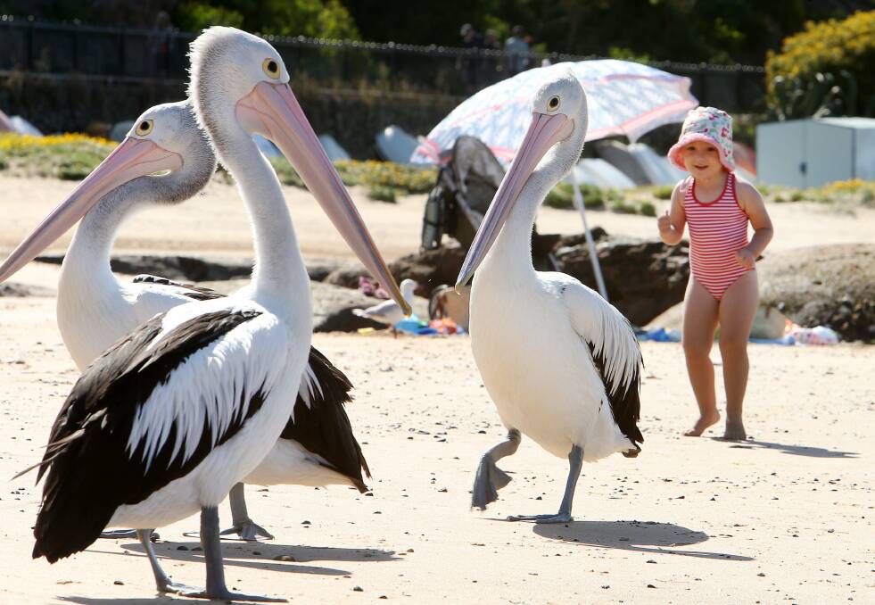 Wollongong seagulls.
