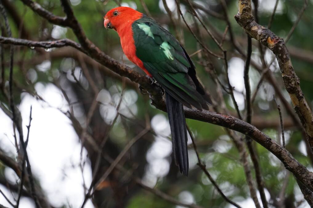 FEATHERED FRIEND: King parrot by Colin and Melissa Markham. Send your pictures to letters@illawarramercury.com.au or post to our Facebook page.