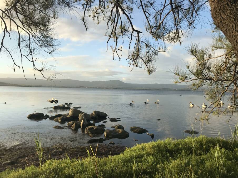 PELICANS: Whyjuck Bay. Mt Warrigal by Rylee Cole. Send us your photos to letters@illawarramercury.com.au or post to our Facebook page.