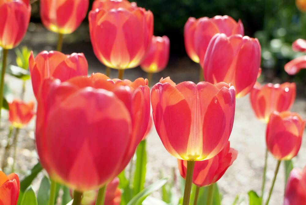 Tulip time: Cups of sunlight by Dr Bob Corderoy.