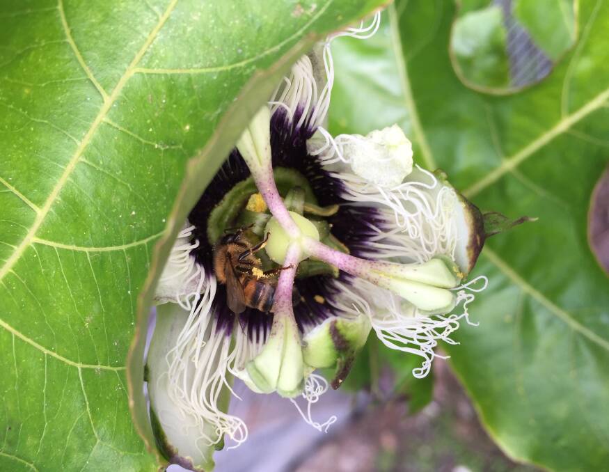 Passion Pollinator by Margaret Johnston. 