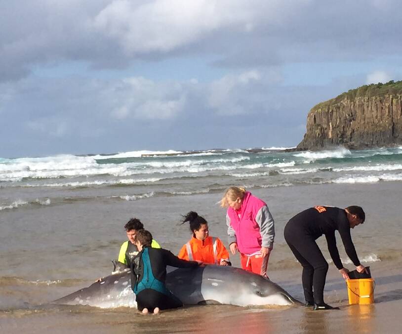 WHALE RESCUE: Rescuers keep a baby whale safe at Mystics Beach before it is helped out to sea. Picture: Angela Thompson.