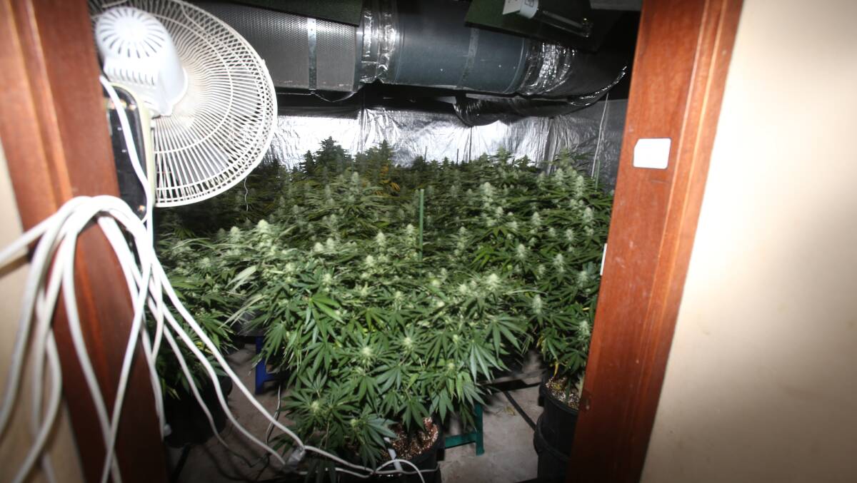 Police are in the process of dismantling a hydro house filled with about 300 cannabis plants at West Wollongong.