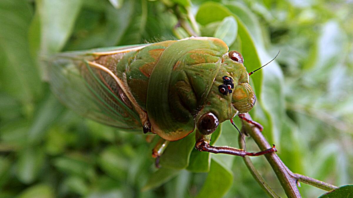 NOISY CRITTER: A cicada heralding summer by Kathy Mitchell. Send us your photos to letters@illawarramercury.com.au or post on our Facebook page.