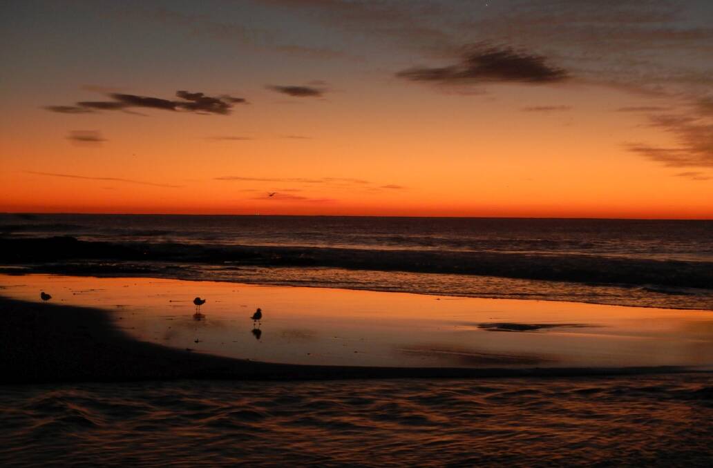 Seagulls at daybreak, taken at North Wollongong by Hans Haverkamp